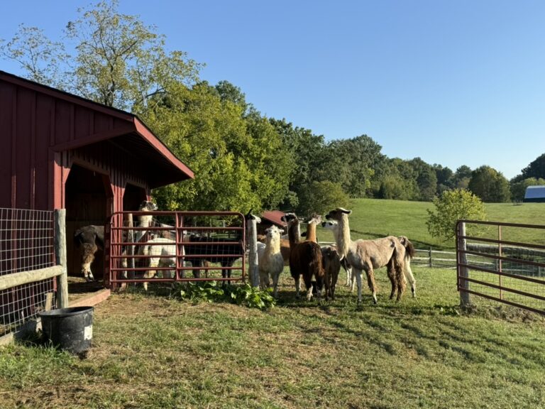 C9D5D433 1BB2 46F3 AB0D A48104B214B9 1 105 c