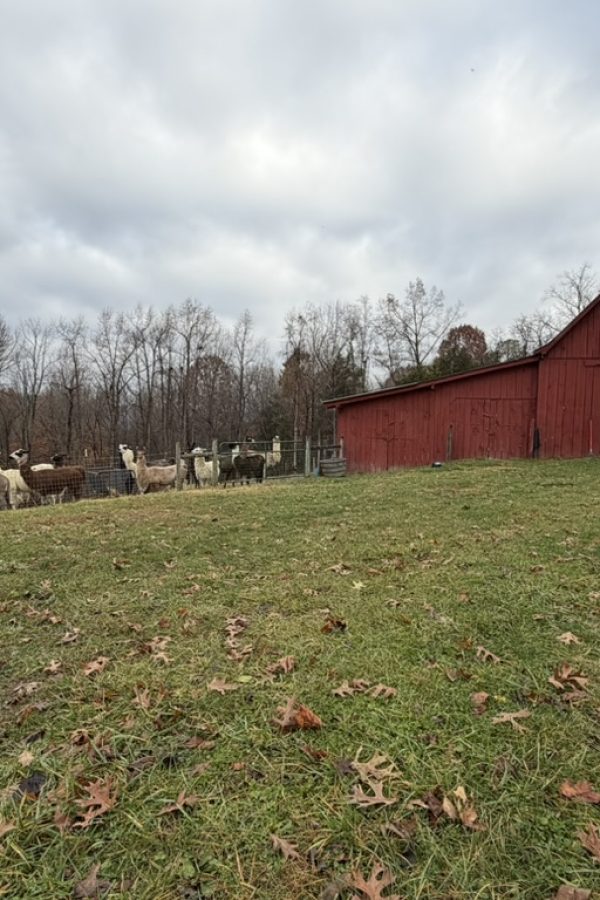 238D8C7B 8527 49AF AE61 50EE9D738F1A 1 105 c