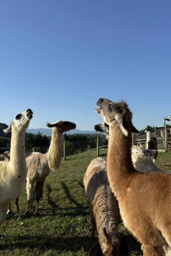 84966315 F590 46D3 89E6 5490DB4871A4 1 105 c