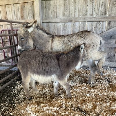 E104C812 6E59 45E0 8248 27BE96827D32 1 105 c