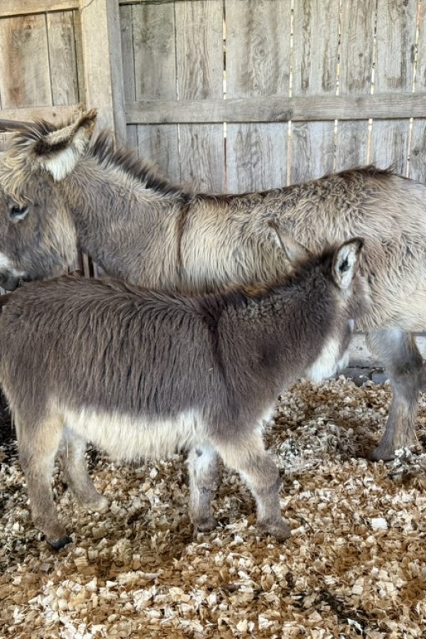 E104C812 6E59 45E0 8248 27BE96827D32 1 105 c