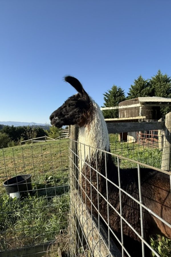 E637E113 5DD7 4A5D 9DF9 4755508E5148 1 105 c