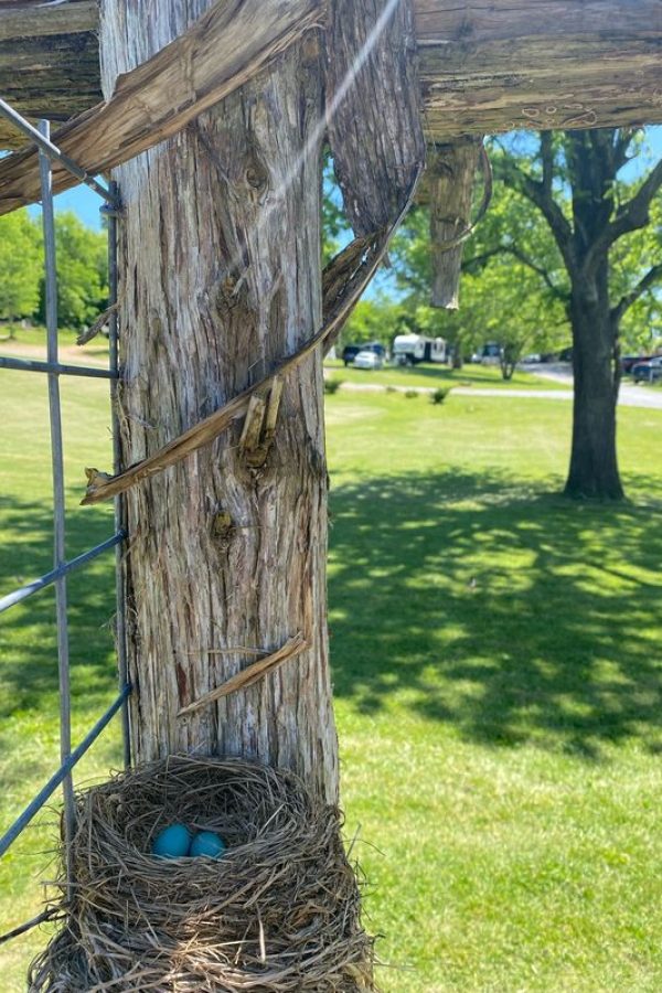Nest of baby birds tucked under the eaves at Lazy Llama Farm